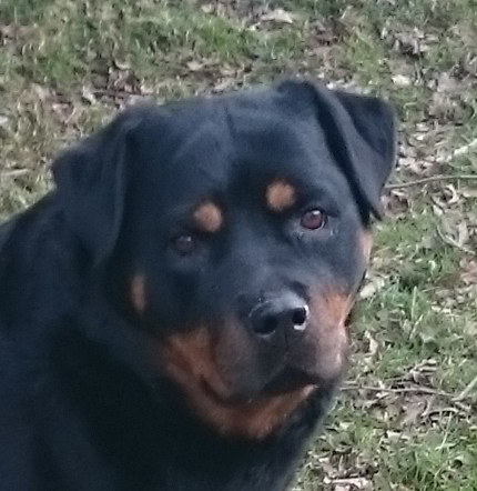 Tosca